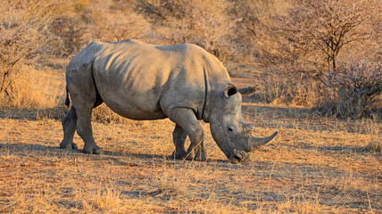 Breitmaulnashorn