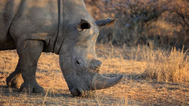Breitmaulnashorn