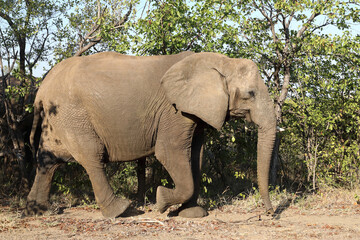 Afrikanischer Elefant / African elephant / Loxodonta africana