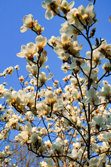 Close-up of white magnolia flowers in full bloom with sunlight against a blue sky.
