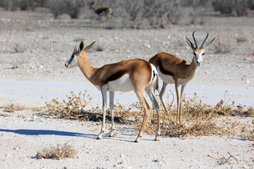 Springbock