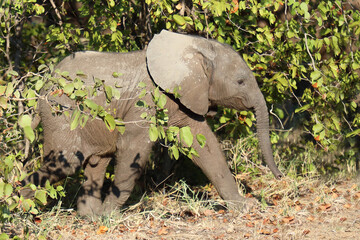 Afrikanischer Elefant / African elephant / Loxodonta africana