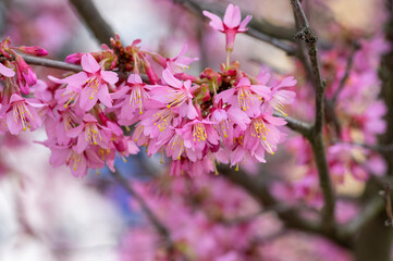 Prunus incam okame cherry ornamental small tree flowers in bloom, beautiful pink plant flowering branches