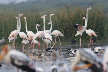 This breathtaking image captures a flamingo in its natural habitat at Bhigwan, Maharashtra, a...