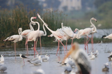 This breathtaking image captures a flamingo in its natural habitat at Bhigwan, Maharashtra, a renowned birdwatching destination. With its elegant long legs, curved neck, and striking pink feathers