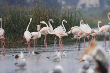 This breathtaking image captures a flamingo in its natural habitat at Bhigwan, Maharashtra, a renowned birdwatching destination. With its elegant long legs, curved neck, and striking pink feathers