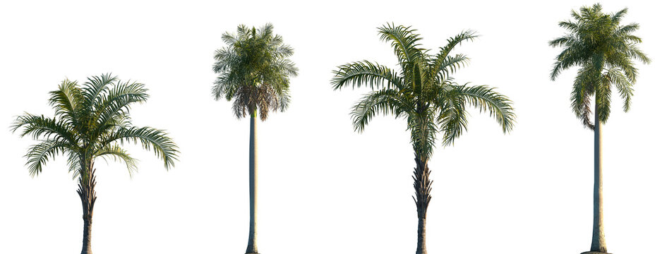 Set of Syagrus schizophylla and Roystonea regia frontal isolated png on a transparent background perfectly cutout
