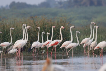 This breathtaking image captures a flamingo in its natural habitat at Bhigwan, Maharashtra, a renowned birdwatching destination. With its elegant long legs, curved neck, and striking pink feathers