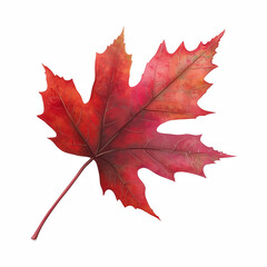 Realistic autumn maple leaf illustration with vibrant red and orange hues isolated on white background.