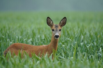 Roe Deer in Misty Meadow, Alert Expression