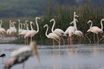 Obraz premium This breathtaking image captures a flamingo in its natural habitat at Bhigwan, Maharashtra, a renowned birdwatching destination. With its elegant long legs, curved neck, and striking pink feathers