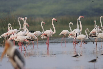This breathtaking image captures a flamingo in its natural habitat at Bhigwan, Maharashtra, a renowned birdwatching destination. With its elegant long legs, curved neck, and striking pink feathers