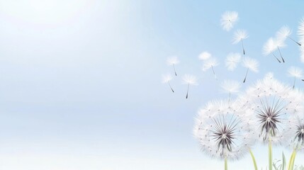 Obraz premium Perfect Minimalist Backdrop Featuring Dandelion Details