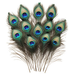 Elevated peacock feather arrangement in jewel tones on Transparent background