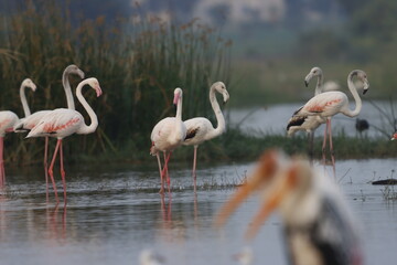 This breathtaking image captures a flamingo in its natural habitat at Bhigwan, Maharashtra, a...