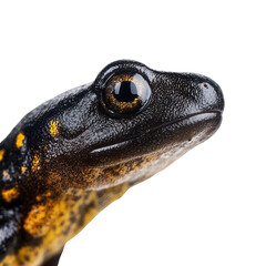 Bold highcontrast image of spotted salamander on white background