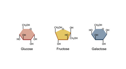 Monosaccharides, glucose, galactose and Fructose molecules, chemical structure. Carbohydrates Digestion. Vector Illustration