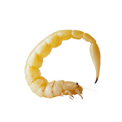 Yellow fattailed scorpion profile in clean calm light