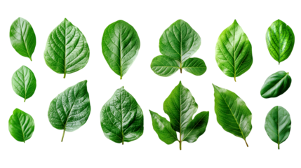 Vibrant Green Leaves Fresh Spring Foliage, Botanical Background for Nature Themes, isolated on transparent background.