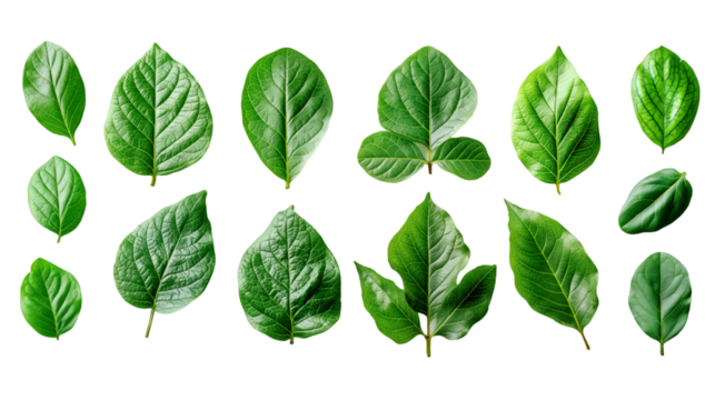 Vibrant Green Leaves Fresh Spring Foliage, Botanical Background for Nature Themes, isolated on transparent background.