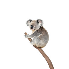 Solo koala on branch soft lighting serene backdrop