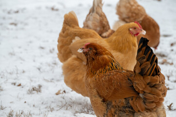 Chicken Flock in the snow
