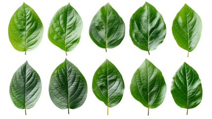 Green Leaves Pattern Fresh Spring and Summer, Botanical White Background for Nature Themes, isolated on transparent background.