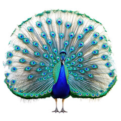 Male peacock displays vibrant feathers in sophisticated product photography
