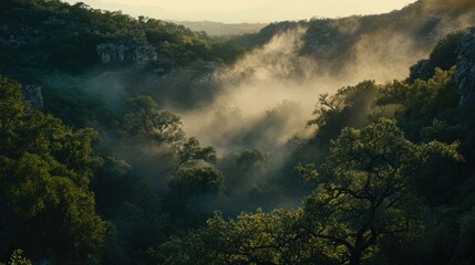 Misty Morning Sunlight Through Forest Canyon Trees