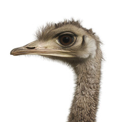 Adult ostrich closeup with elegant plumage and calm mood