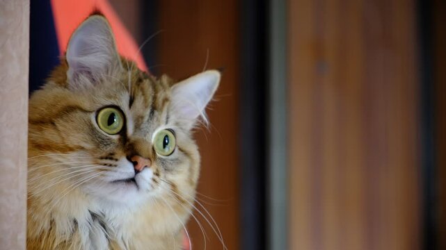 Funny cat peeks out from behind the wall. Close-up portrait of cute, furry astonished cat. Portrait of tabby cat, intensive staring. Hunter. Playful pets. Humor