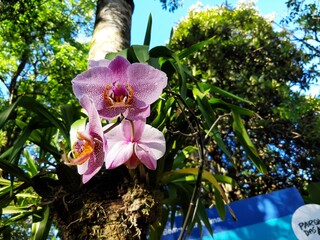 Pink orchids on leafy tree