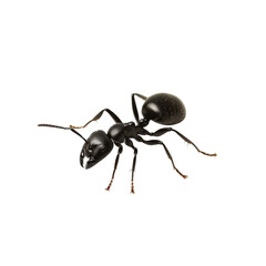 Black garden ant in sharp focus on white background with soft lighting showcasing exoskeleton