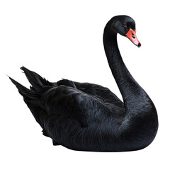 Elegant black swan in bright studio setting on white