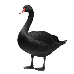 Elegant black swan in bright studio setting on white