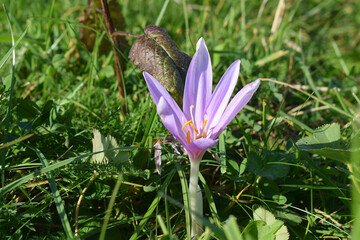 Close-up of a late-blooming autumn flower.