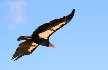 Fototapeta premium critically endangered California Condors in flight over Arizona high desert habitat