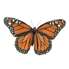Fototapeta premium Closeup shot of single Monarch butterfly on white background