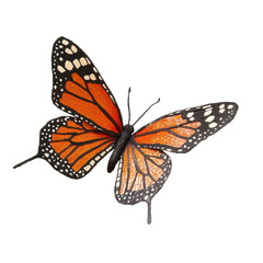Fototapeta premium Closeup shot of single Monarch butterfly on white background