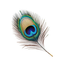 Elegant closeup of vibrant peacock feather on Transparent background