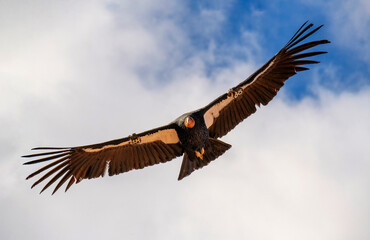 critically endangered California Condors in flight over Arizona high desert habitat