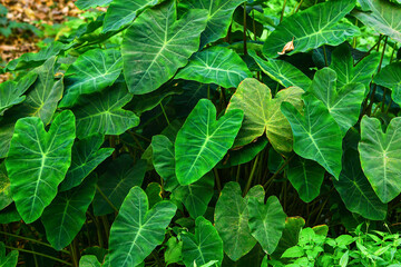 Lush canopy of colocasia or taro plant also known as elephant ear plant