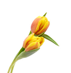 Naklejka premium Colorful tulip flowers isolated on white