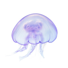 Ethereal moon jellyfish in serene minimalist setting with soft light