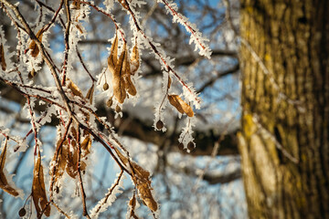 Winterfrost