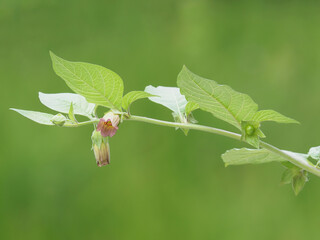 Belladonna or deadly nightshade plant with flowers and pods, Atropa belladonna