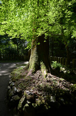 鞍馬寺　境内の新緑　京都市左京区