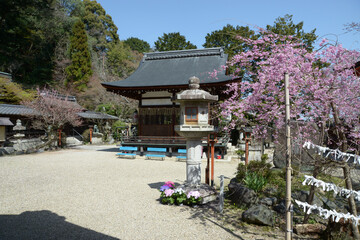 Obraz premium 長等神社 春の境内 滋賀県大津市