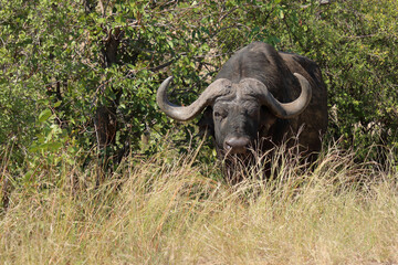 Obraz premium Kaffernbüffel / African buffalo / Syncerus caffer