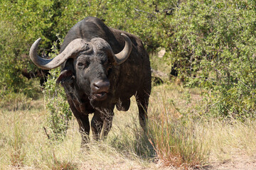 Kaffernbüffel / African buffalo / Syncerus caffer